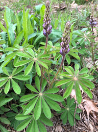 Lupinus perennis