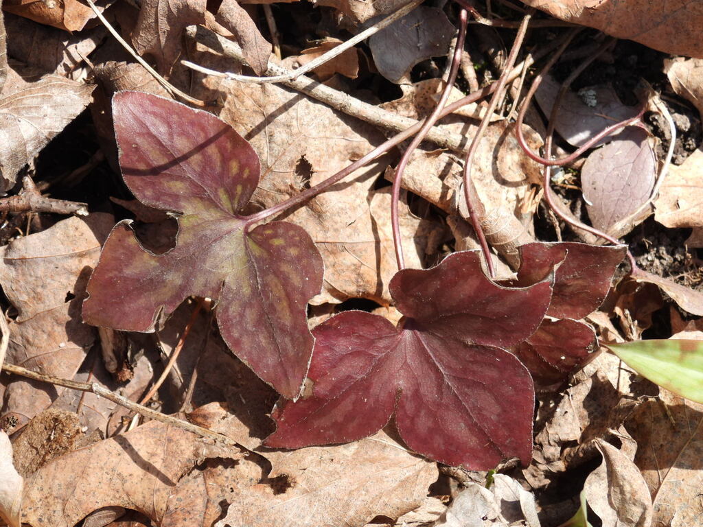 Hepatica acutiloba – Flower of Carolina
