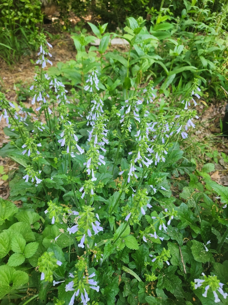 Salvia lyrata