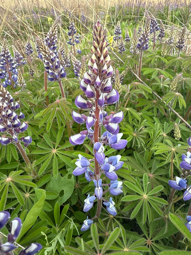 Lupinus perennis