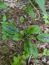 Salvia lyrata