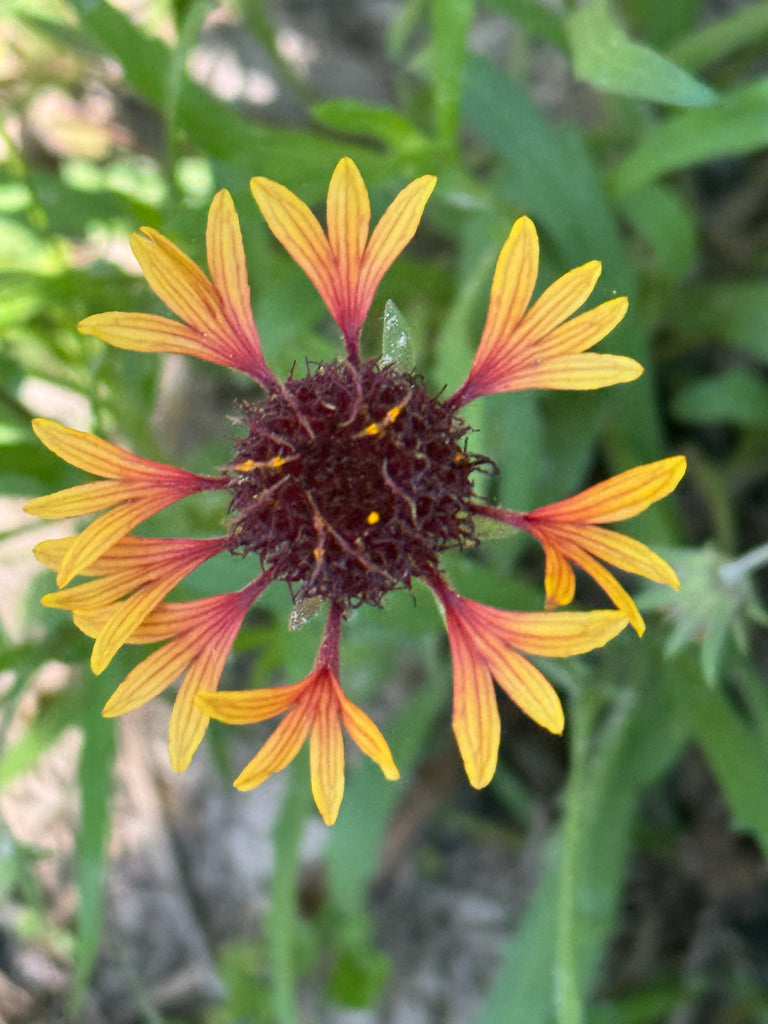Gaillardia aestivalis