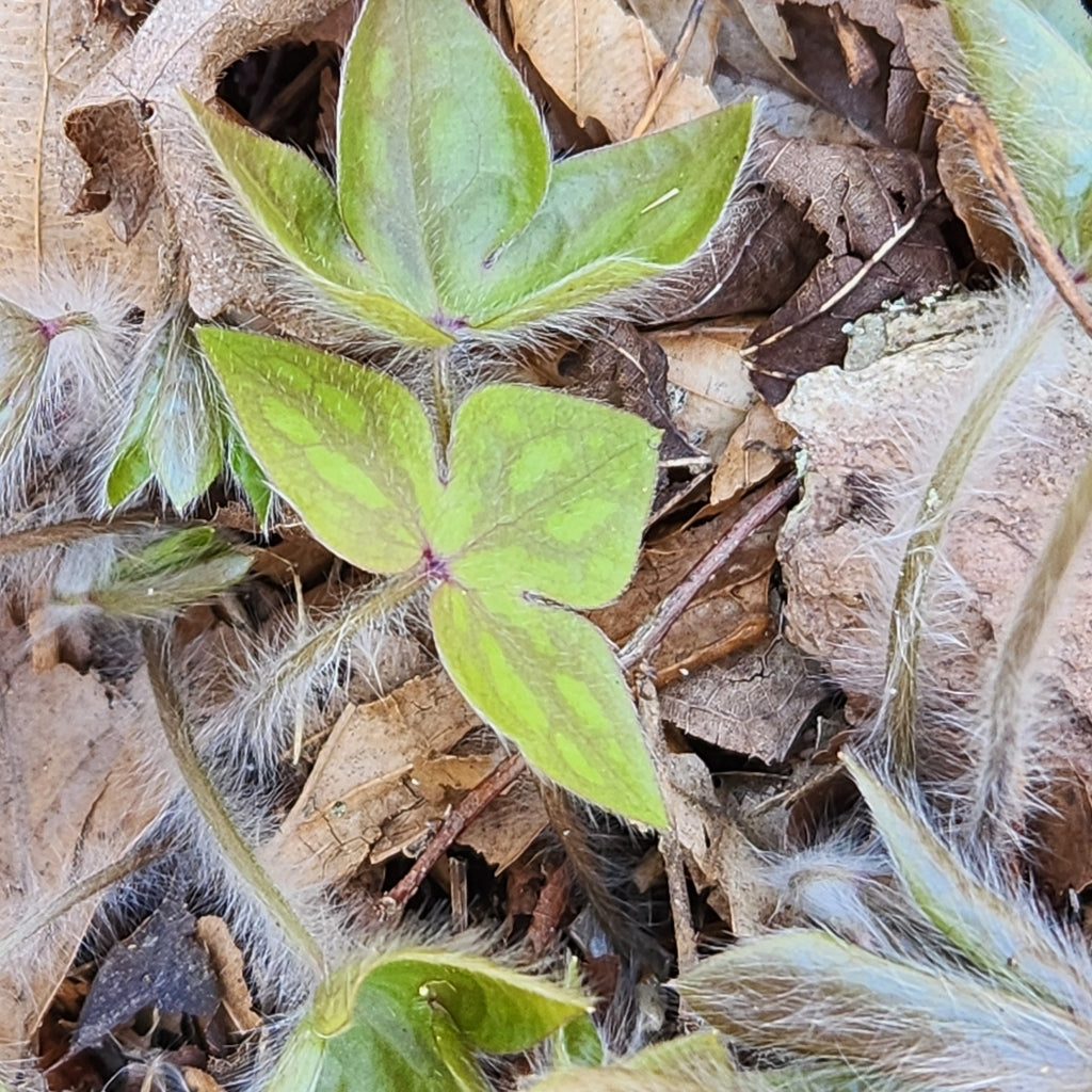 葉脈 Hepatica acutiloba – Flower of Carolina