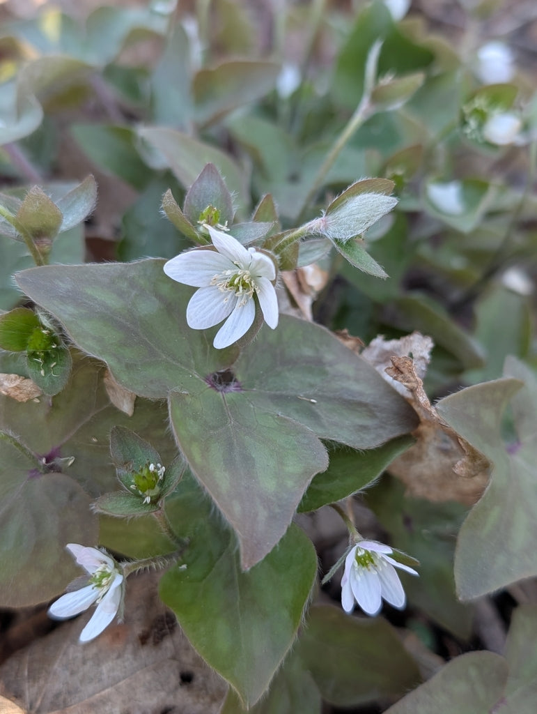 hepatica flower seeds Hepatica acutiloba – Flower of Carolina