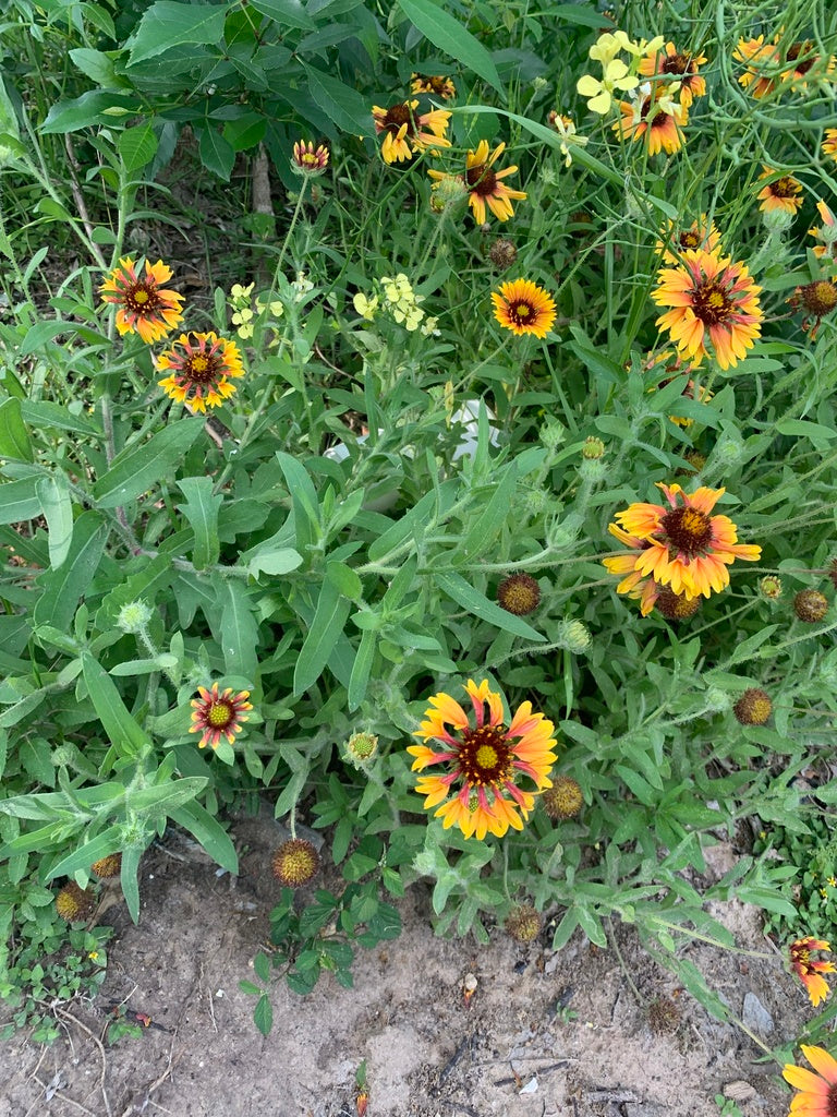 Gaillardia aestivalis