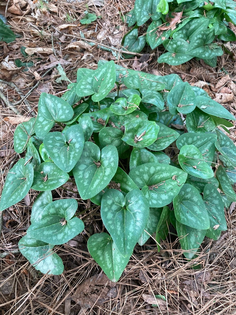 Asarum arifolium