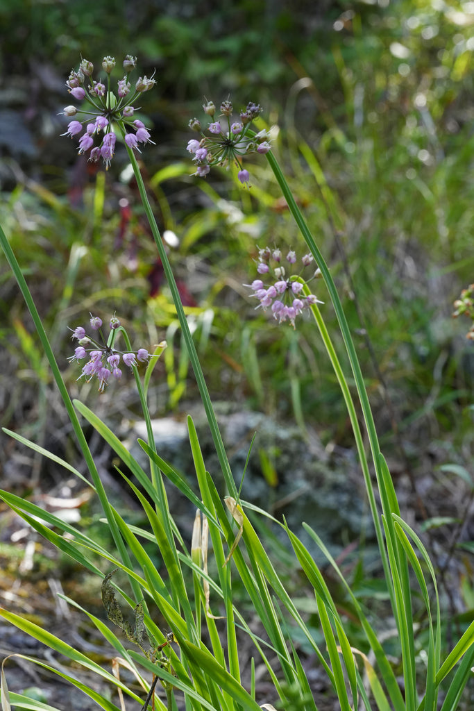 Allium allegheniense