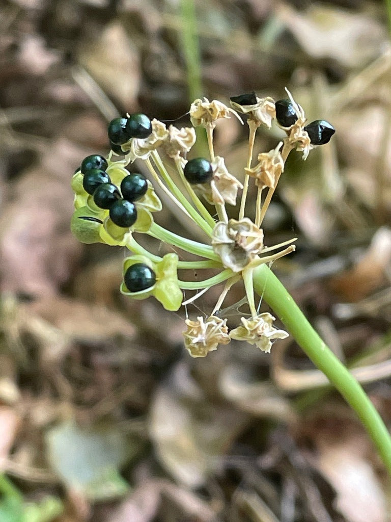 Allium tricoccum – Flower of Carolina
