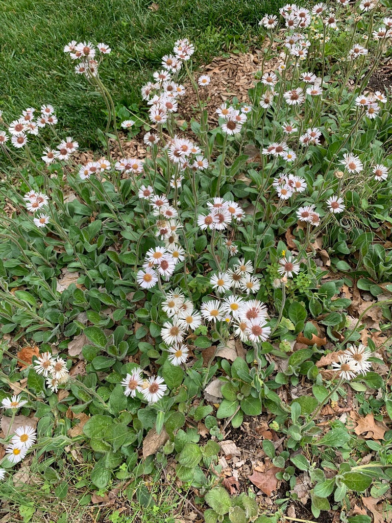 Erigeron pulchellus – Flower of Carolina