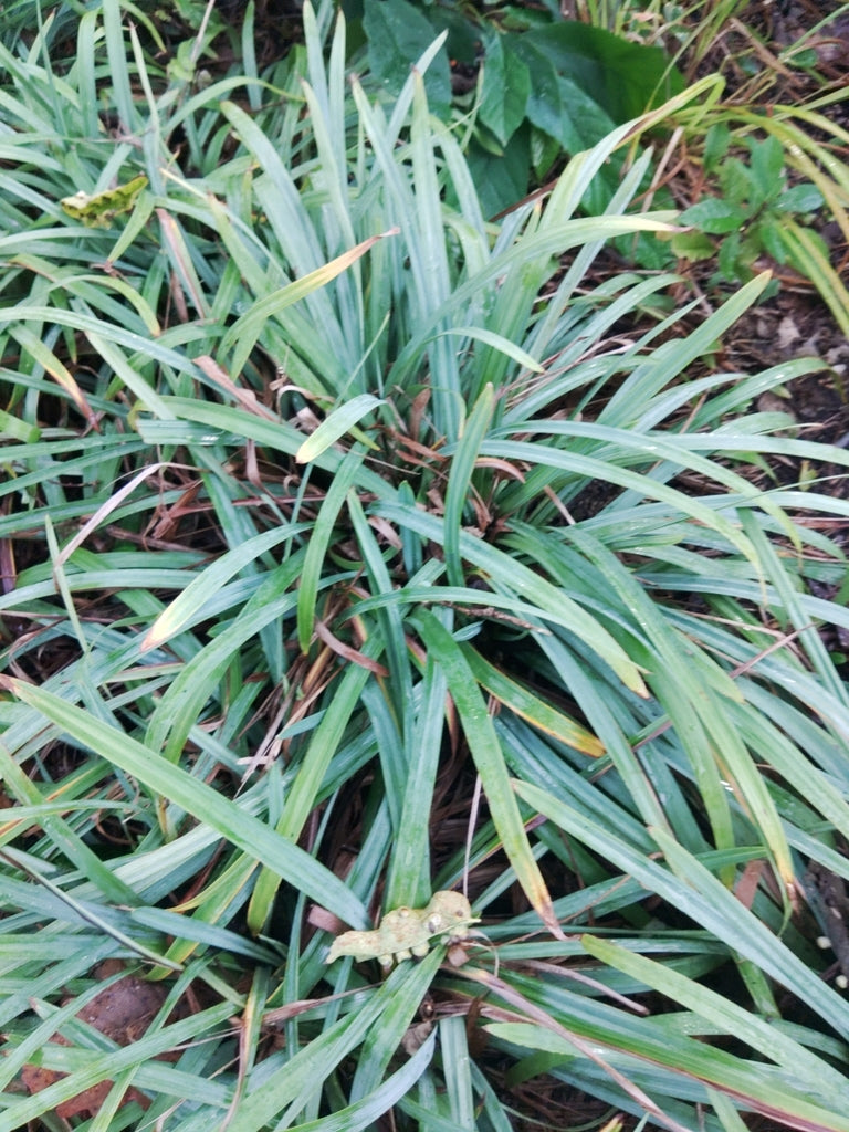 Carex flaccosperma