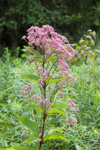 Eutrochium fistulosum