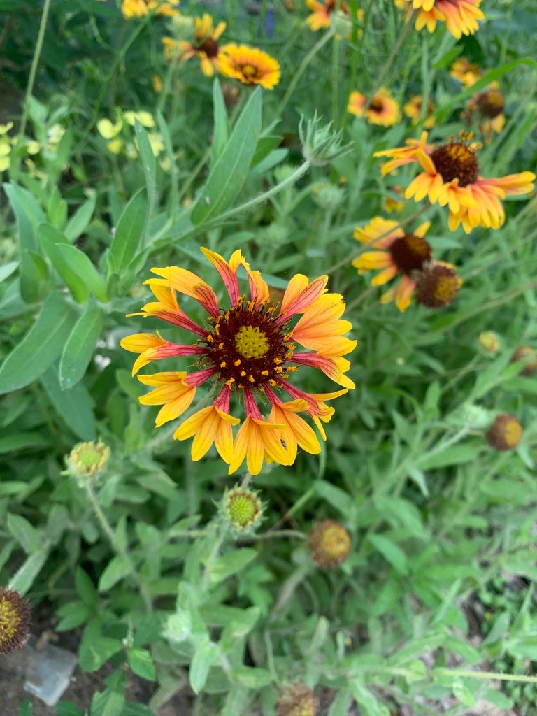 Gaillardia aestivalis