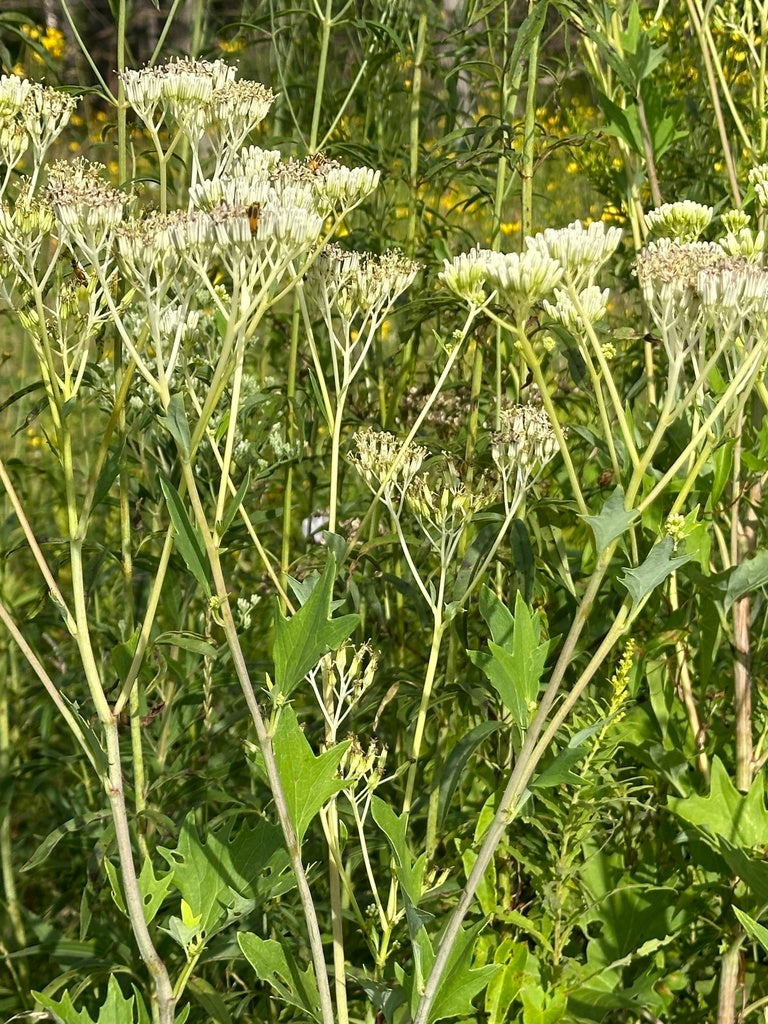 Arnoglossum atriplicifolium