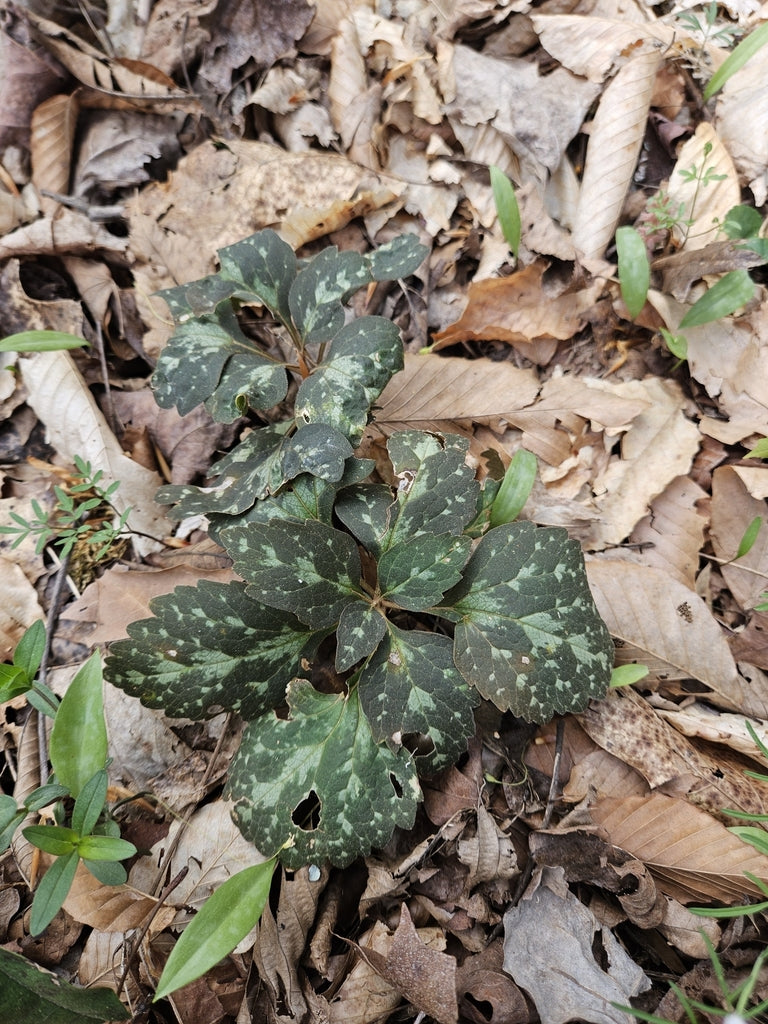 Pachysandra procumbens