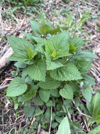 Agastache scrophulariifolia