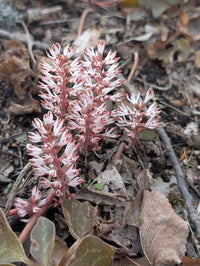 Pachysandra procumbens