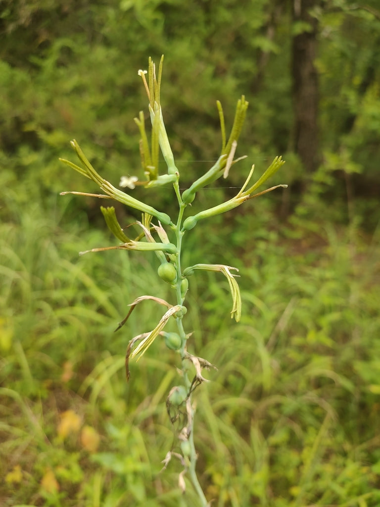 agave virginica Manfreda virginica – Flower of Carolina