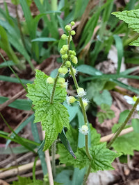 Mitella diphylla