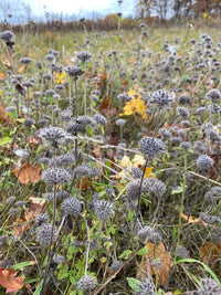 Clinopodium vulgare