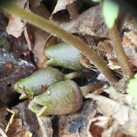 Asarum arifolium