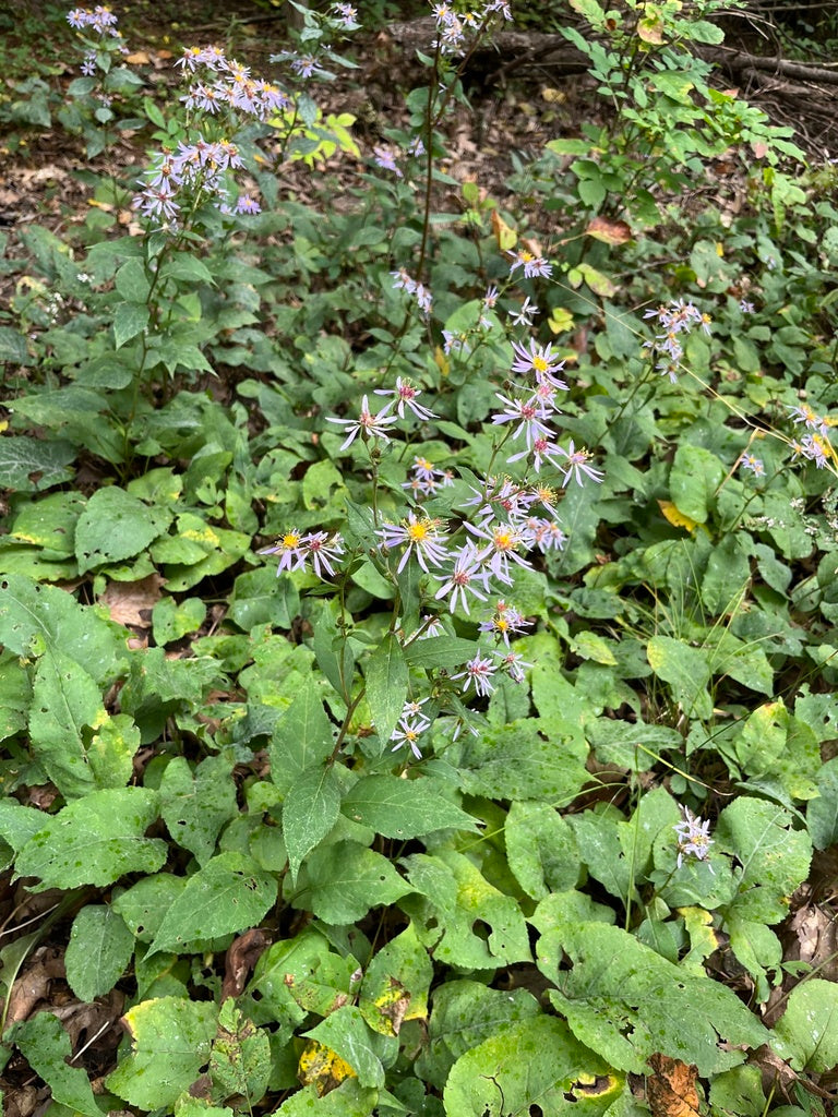 Eurybia macrophylla