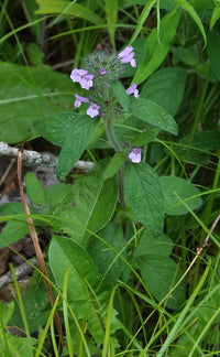 Clinopodium vulgare