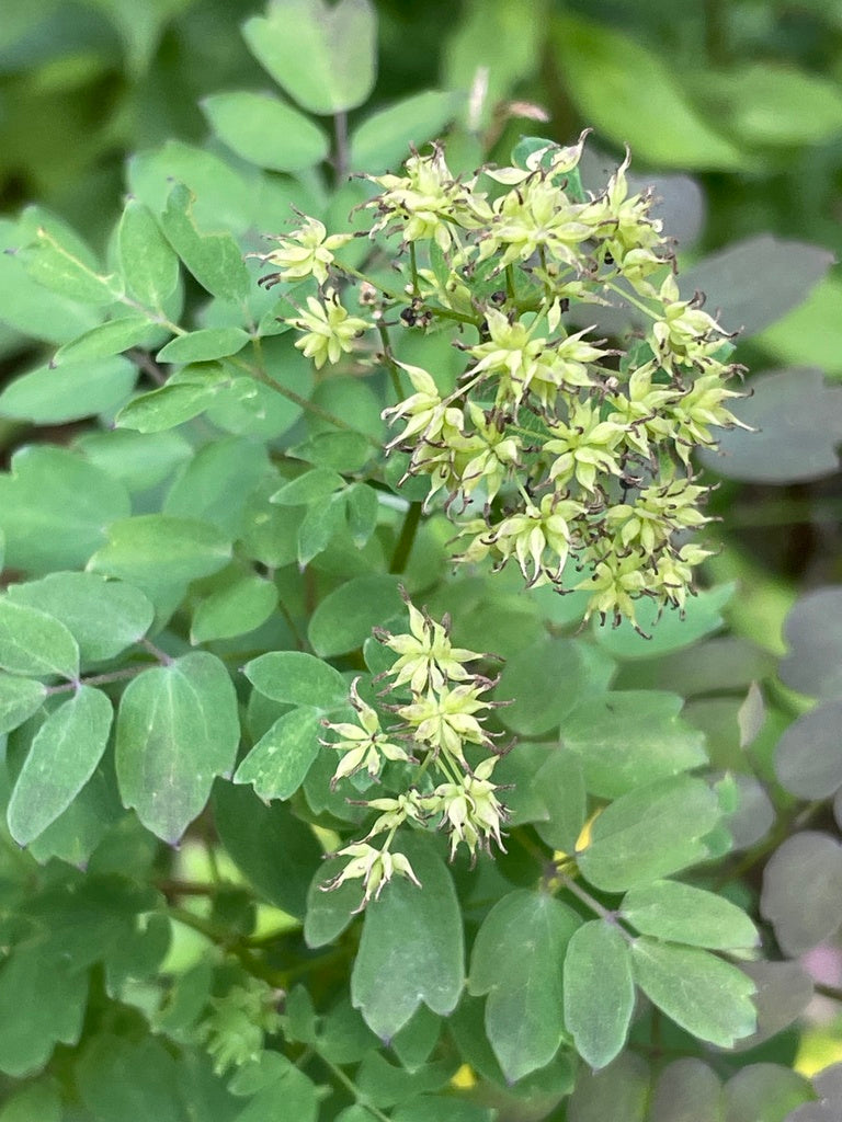 Thalictrum pubescens