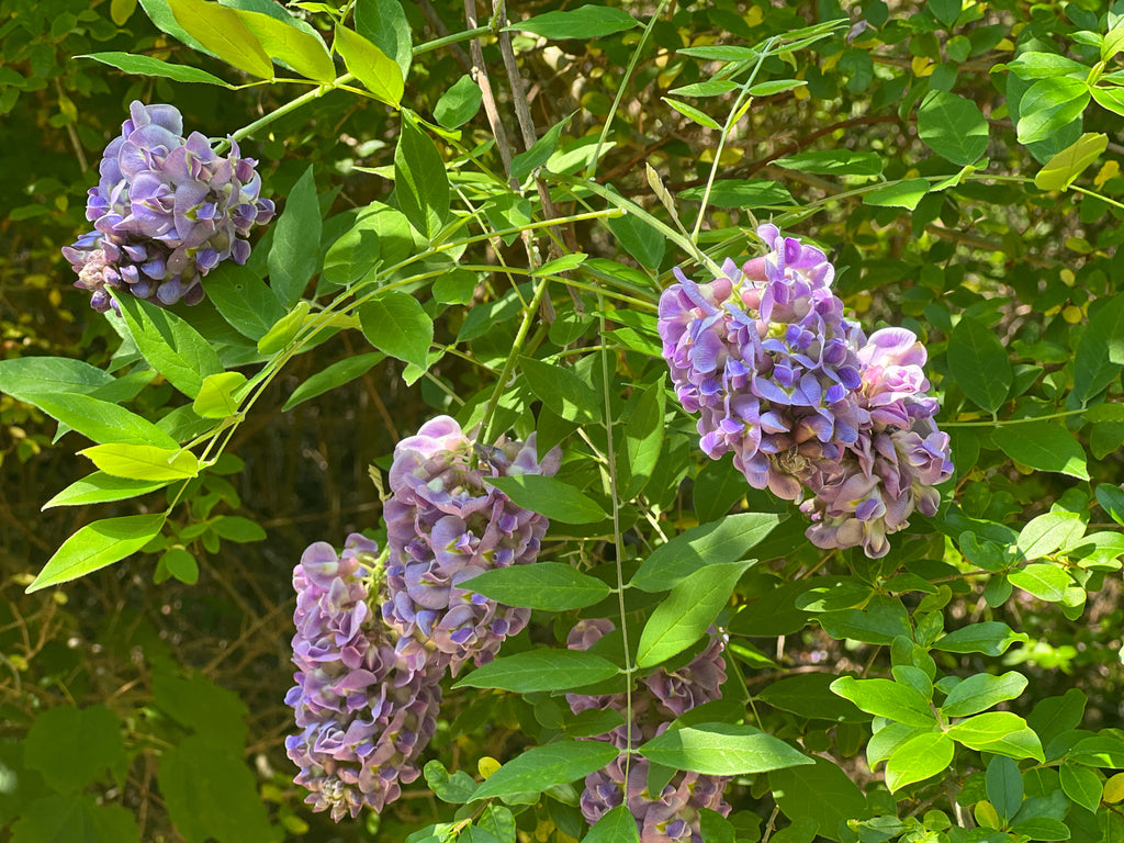 Wisteria frutescens