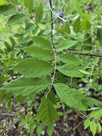 Wisteria frutescens