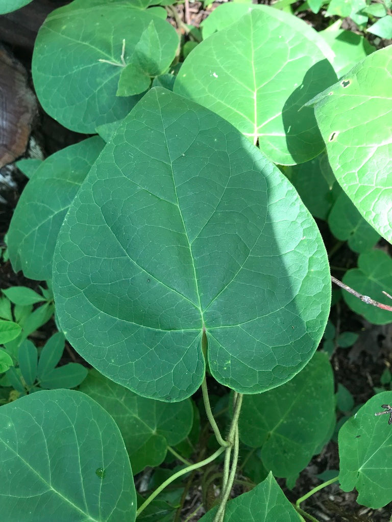 Matelea obliqua