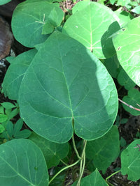 Matelea obliqua