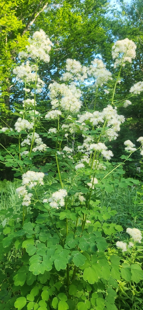 Thalictrum pubescens