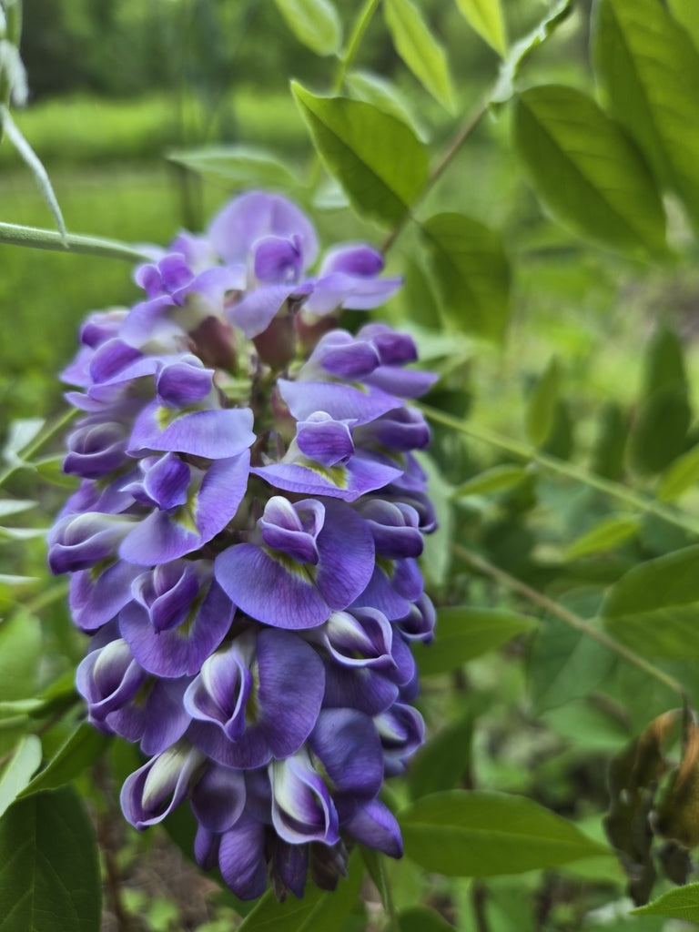 Wisteria frutescens