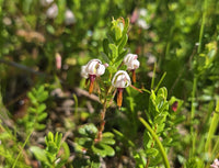 Vaccinium macrocarpon