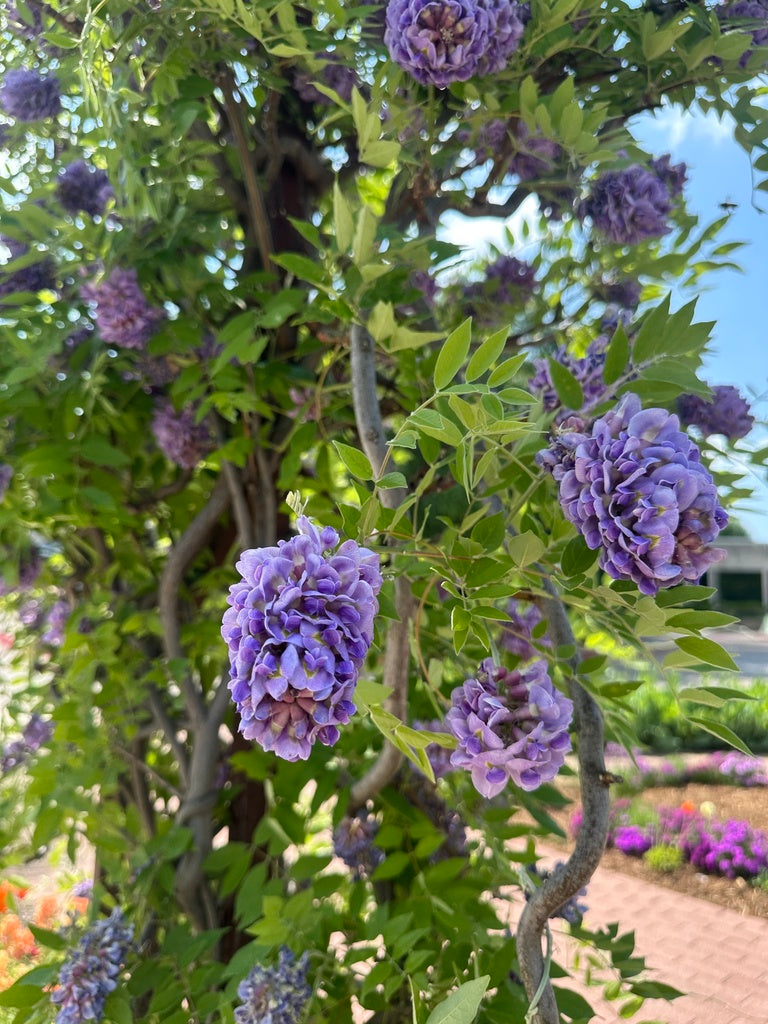 Wisteria frutescens