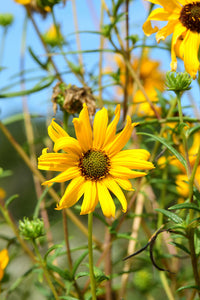 Helianthus angustifolius