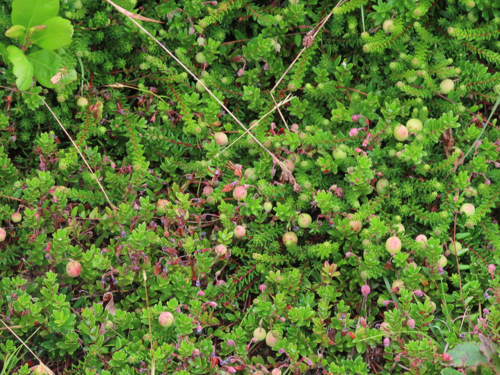 Vaccinium macrocarpon