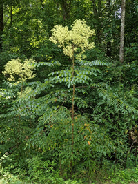 Aralia spinosa