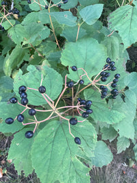 Viburnum acerifolium