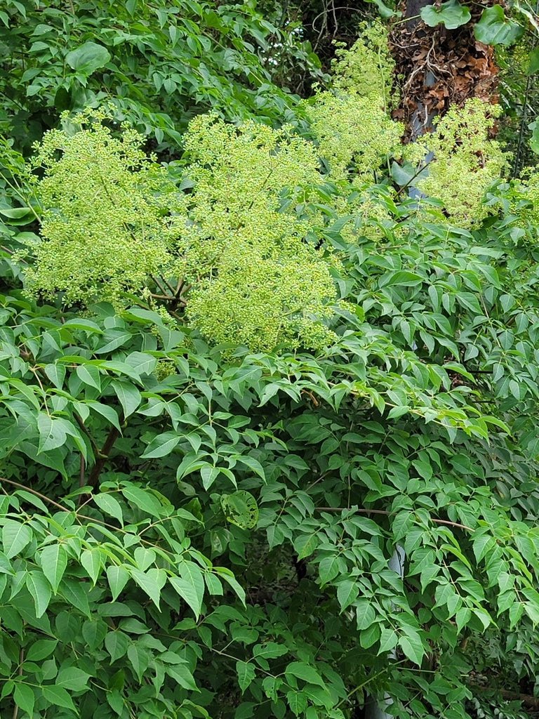 Aralia spinosa