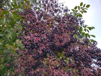 Aralia spinosa