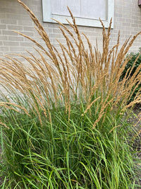Sorghastrum nutans