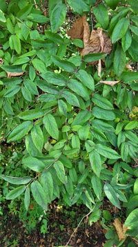 Sanguisorba canadensis