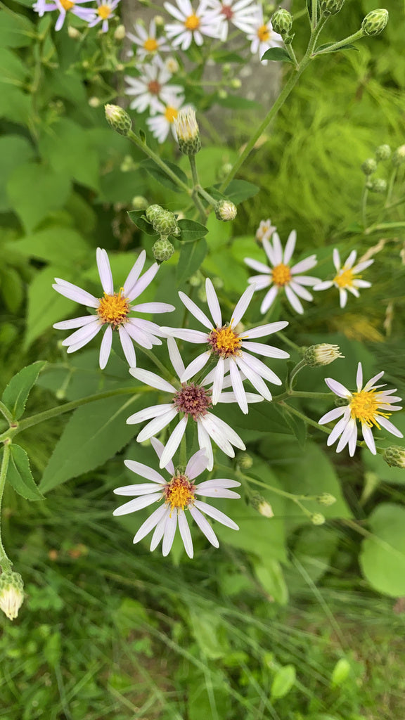 Eurybia macrophylla