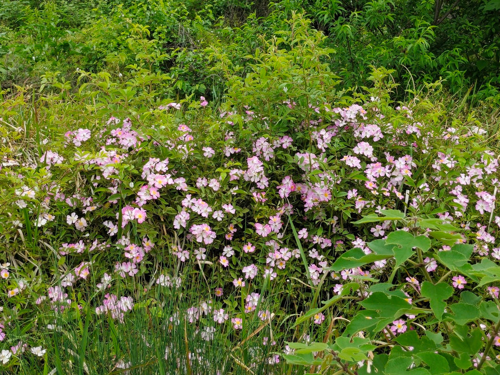 Rosa carolina