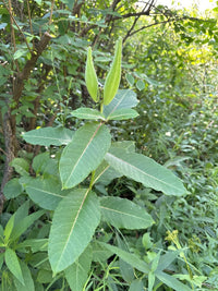 Asclepias purpurascens