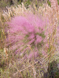 Muhlenbergia capillaris