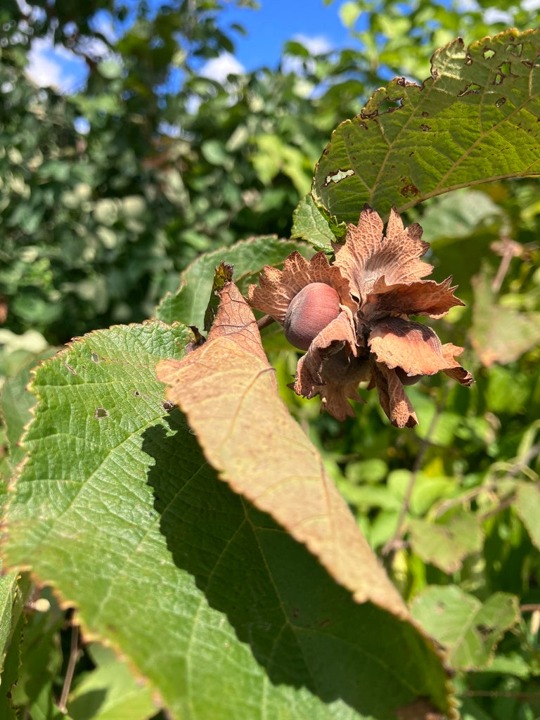 Corylus americana