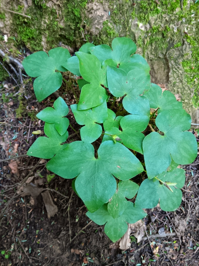 Hepatica acutiloba – Flower of Carolina