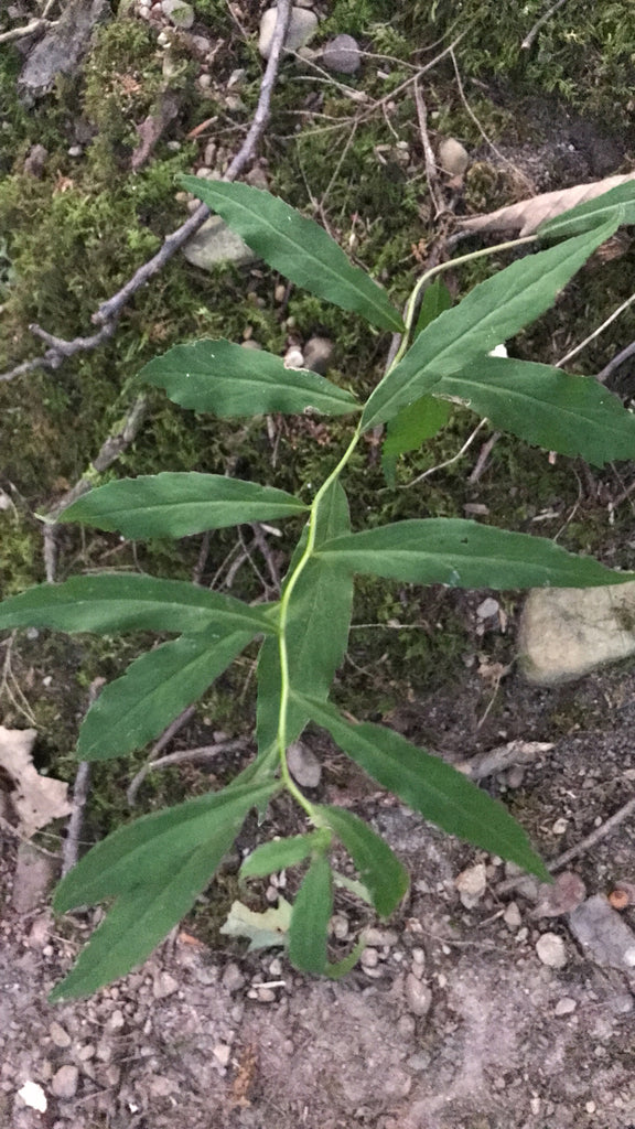 Solidago caesia